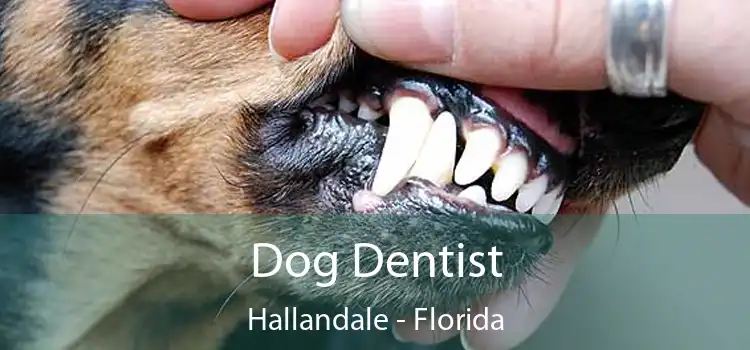 Dog Dentist Hallandale - Florida