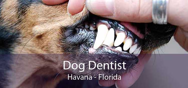 Dog Dentist Havana - Florida