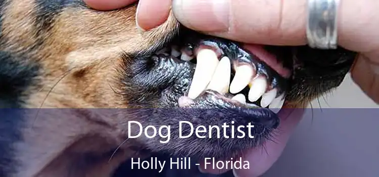 Dog Dentist Holly Hill - Florida