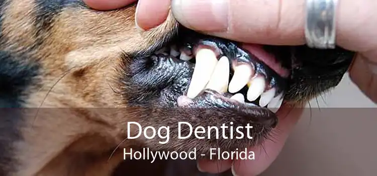 Dog Dentist Hollywood - Florida