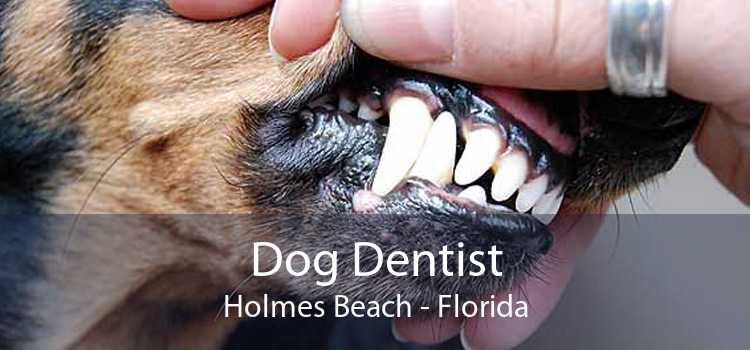 Dog Dentist Holmes Beach - Florida