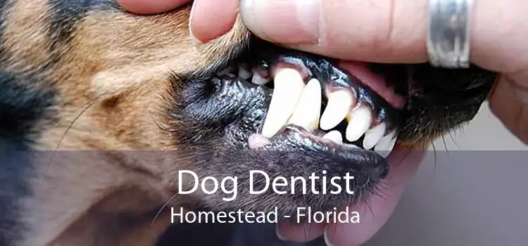 Dog Dentist Homestead - Florida