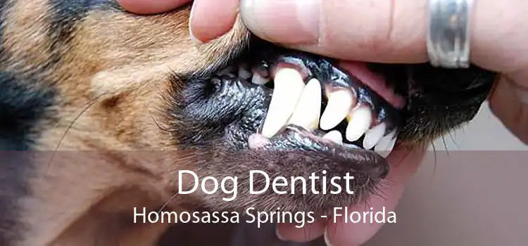 Dog Dentist Homosassa Springs - Florida