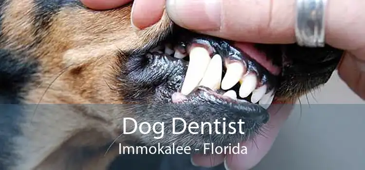 Dog Dentist Immokalee - Florida