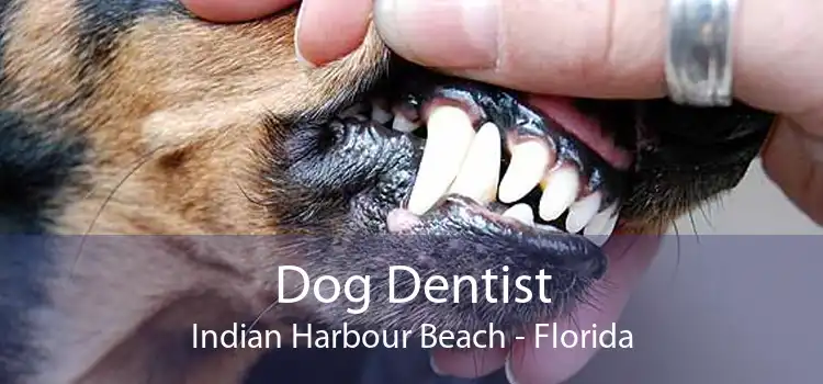 Dog Dentist Indian Harbour Beach - Florida