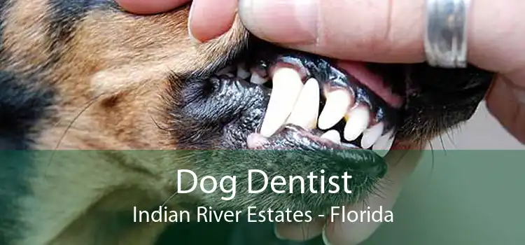 Dog Dentist Indian River Estates - Florida