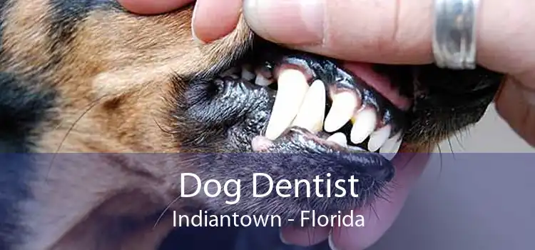 Dog Dentist Indiantown - Florida