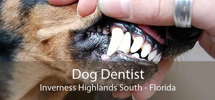 Dog Dentist Inverness Highlands South - Florida