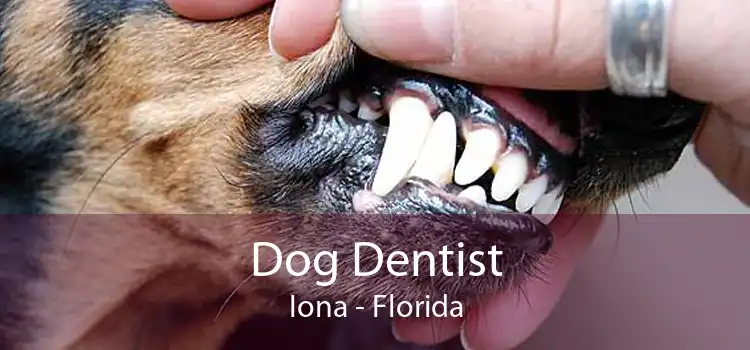Dog Dentist Iona - Florida