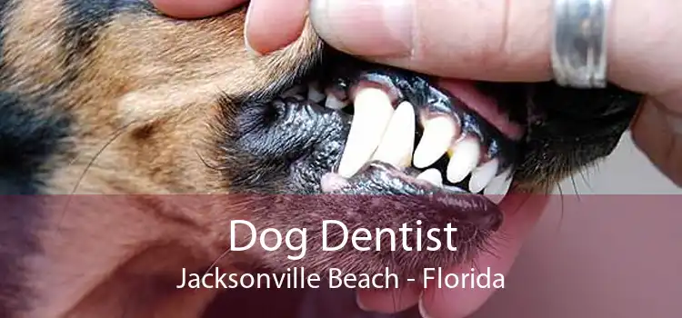 Dog Dentist Jacksonville Beach - Florida