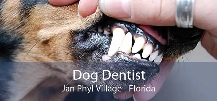 Dog Dentist Jan Phyl Village - Florida