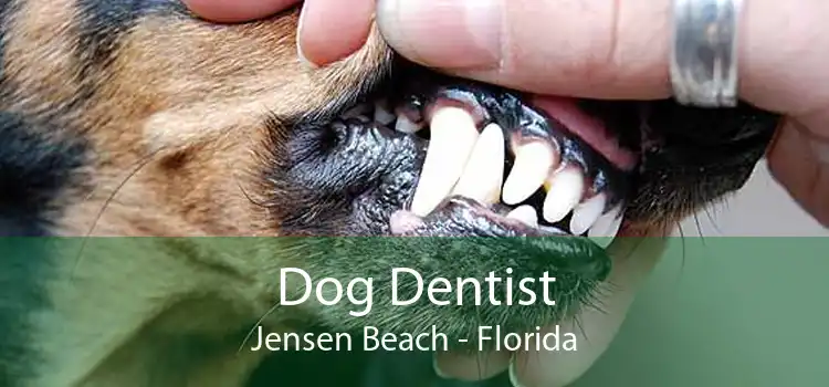 Dog Dentist Jensen Beach - Florida