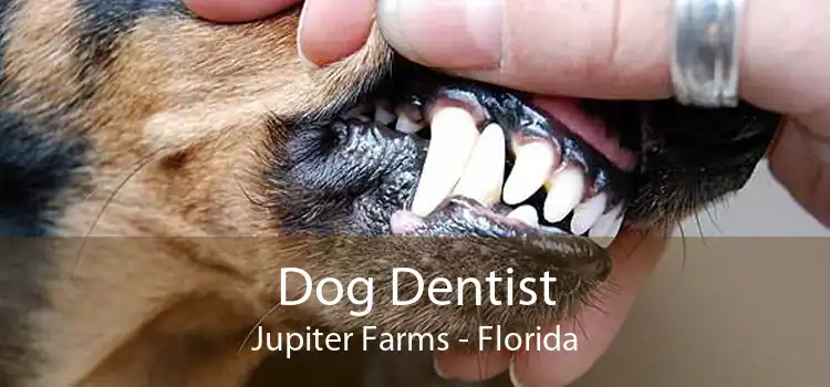Dog Dentist Jupiter Farms - Florida