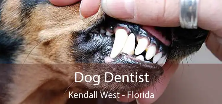 Dog Dentist Kendall West - Florida