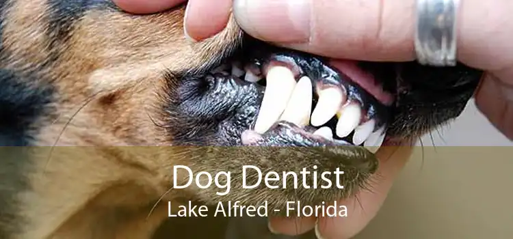 Dog Dentist Lake Alfred - Florida