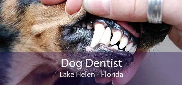 Dog Dentist Lake Helen - Florida