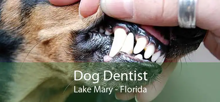 Dog Dentist Lake Mary - Florida