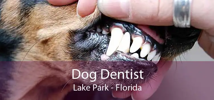 Dog Dentist Lake Park - Florida