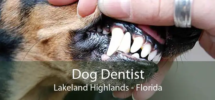 Dog Dentist Lakeland Highlands - Florida