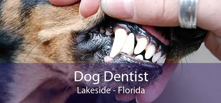 Dog Dentist Lakeside - Florida