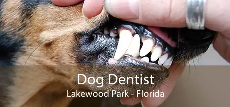 Dog Dentist Lakewood Park - Florida