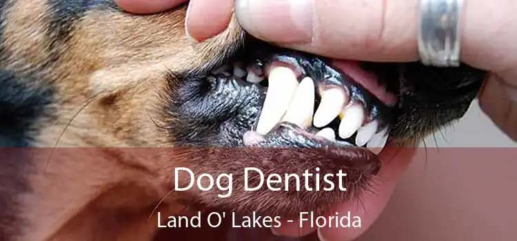 Dog Dentist Land O' Lakes - Florida