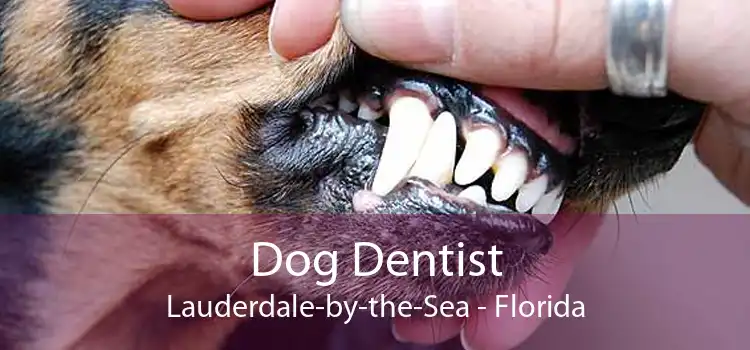 Dog Dentist Lauderdale-by-the-Sea - Florida