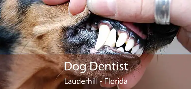 Dog Dentist Lauderhill - Florida