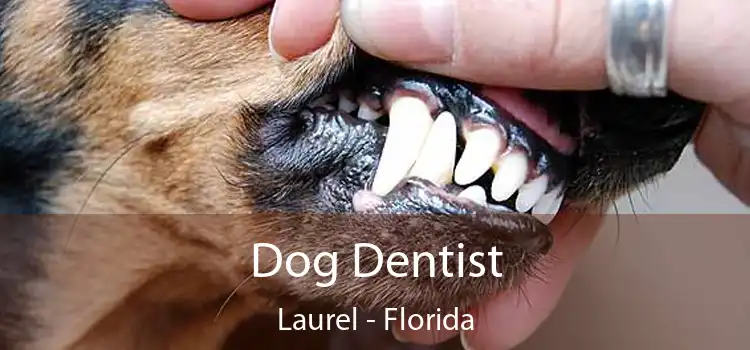 Dog Dentist Laurel - Florida