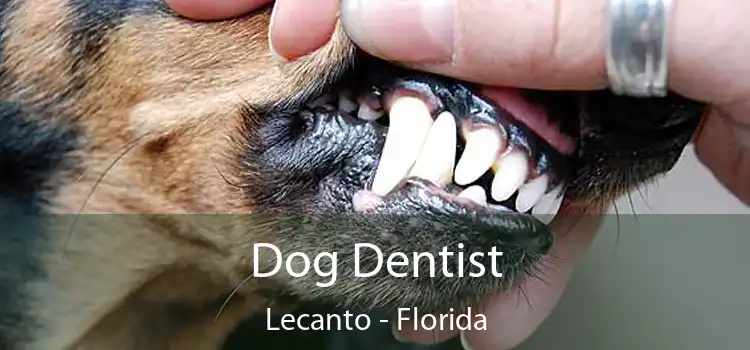 Dog Dentist Lecanto - Florida