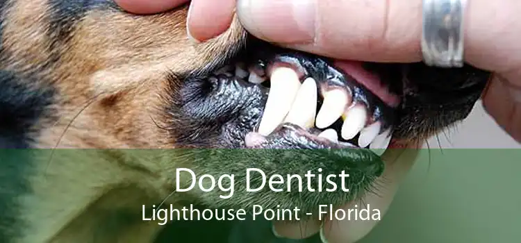 Dog Dentist Lighthouse Point - Florida