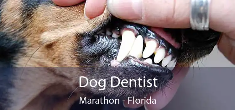 Dog Dentist Marathon - Florida