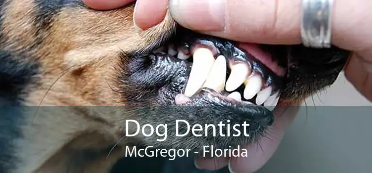 Dog Dentist McGregor - Florida