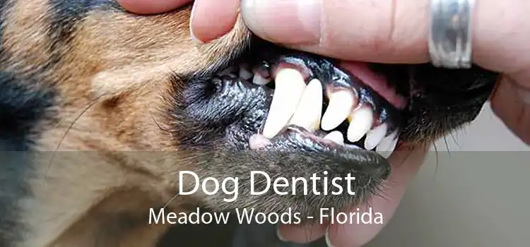 Dog Dentist Meadow Woods - Florida