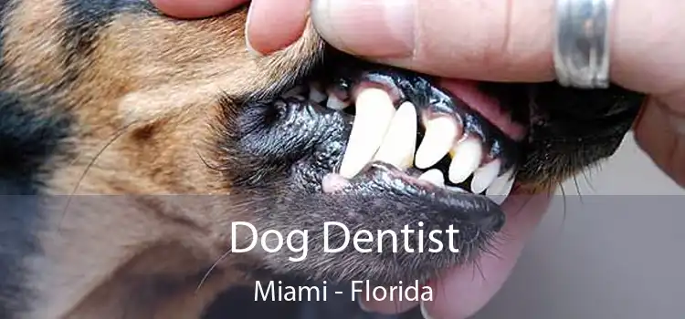 Dog Dentist Miami - Florida