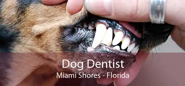 Dog Dentist Miami Shores - Florida