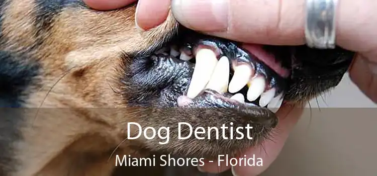 Dog Dentist Miami Shores - Florida