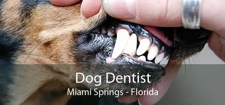 Dog Dentist Miami Springs - Florida
