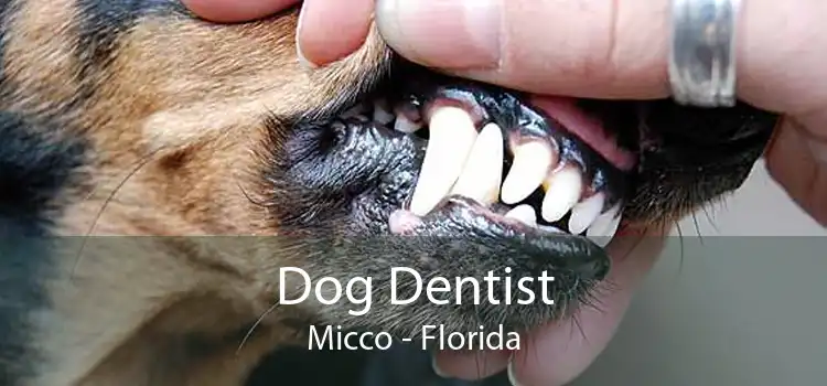 Dog Dentist Micco - Florida