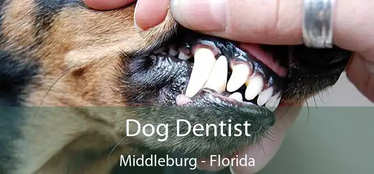 Dog Dentist Middleburg - Florida