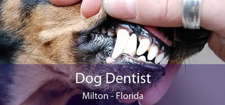 Dog Dentist Milton - Florida