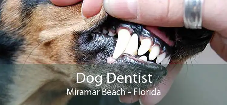 Dog Dentist Miramar Beach - Florida