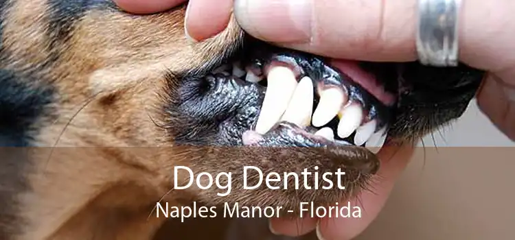 Dog Dentist Naples Manor - Florida