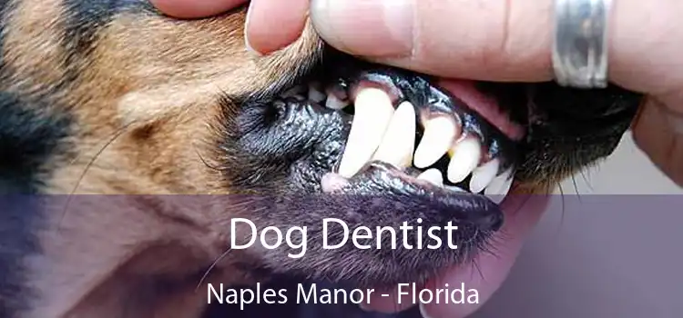 Dog Dentist Naples Manor - Florida