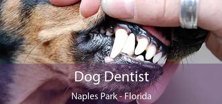 Dog Dentist Naples Park - Florida