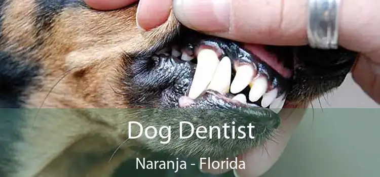 Dog Dentist Naranja - Florida