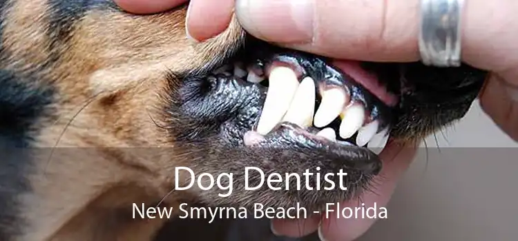 Dog Dentist New Smyrna Beach - Florida