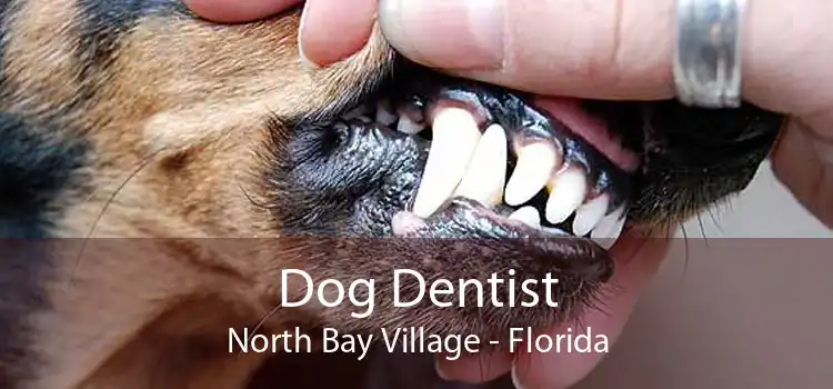 Dog Dentist North Bay Village - Florida