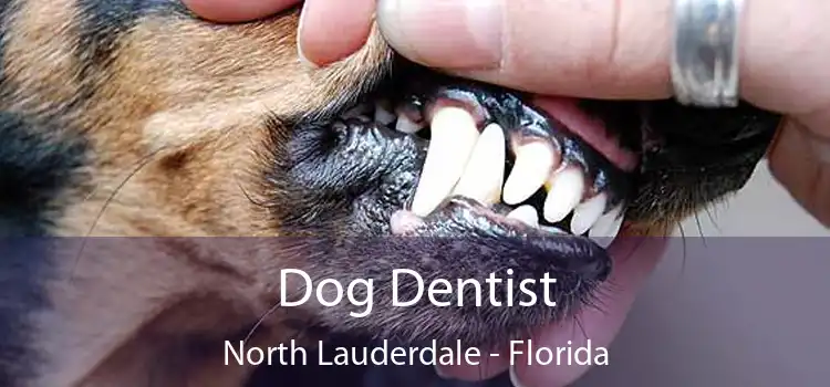 Dog Dentist North Lauderdale - Florida