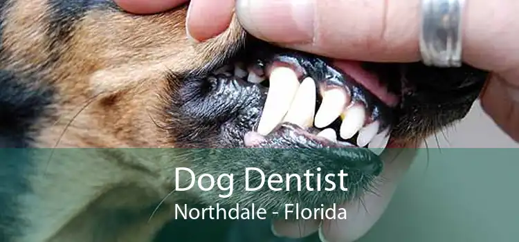 Dog Dentist Northdale - Florida
